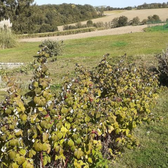 PROST immobilier : Maison / Villa | VILLARS-LES-DOMBES (01330) | 114.00m2 | 350 000 € PROST immobilier : Maison / Villa | VILLARS-LES-DOMBES (01330) | 114.00m2 | 350 000 €